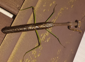 Carolina Mantis